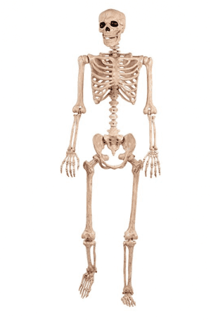 Mr. Bones Skeleton