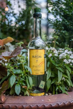 Arte Agave NYC in 2021: Best Tequila and Mezcal Tasting