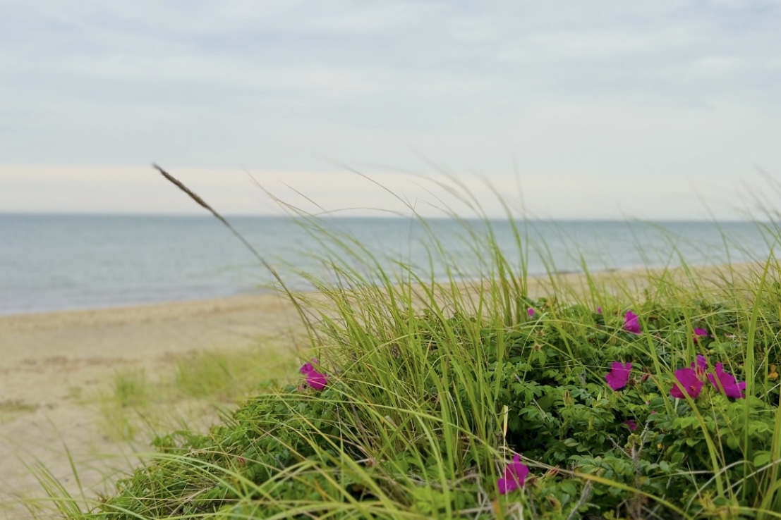 Sconset Beach